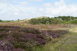 DSC01408.jpg