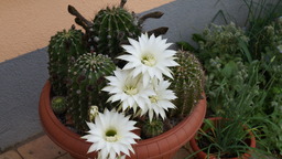 DSC00188.jpg