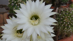 DSC00190.jpg