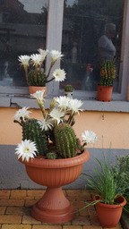 DSC00192.jpg
