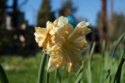DSC00489.jpg