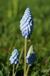 DSC00496.jpg