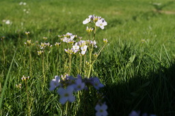 DSC00497.jpg