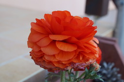 DSC00499.jpg