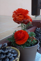 DSC00500.jpg