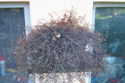 DSC00501.jpg