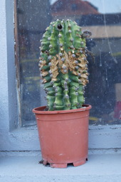 DSC00502.jpg