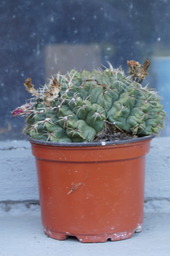 DSC00504.jpg