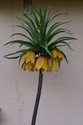 DSC00505.jpg