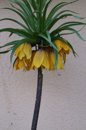 DSC00506.jpg