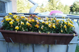 DSC00507.jpg