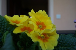 DSC00508.jpg