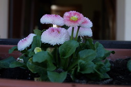 DSC00509.jpg
