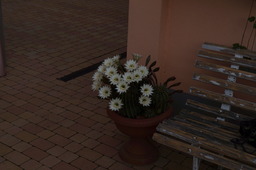 DSC00538.jpg