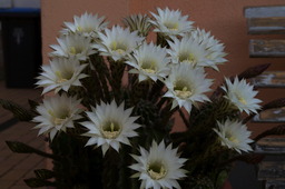 DSC00539.jpg