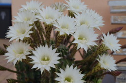 DSC00540.jpg