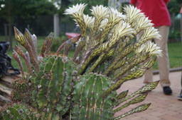DSC00542.jpg