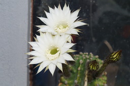DSC00543.jpg