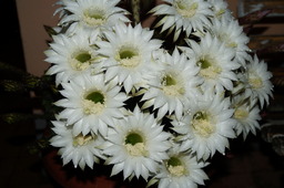 DSC00544.jpg