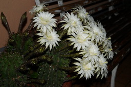 DSC00545.jpg