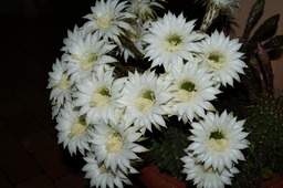 Natur 2