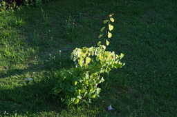 DSC00581.jpg