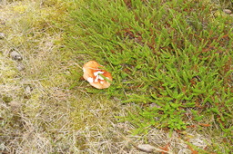 DSC01403.jpg