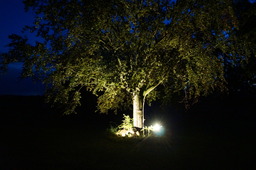 DSC02295.jpg