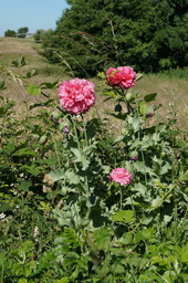 DSC02414.jpg