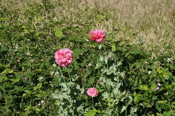 Natur 3