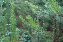 DSC02461.jpg