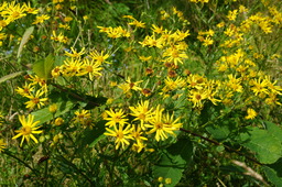 DSC02476.jpg