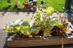 DSC02724.jpg