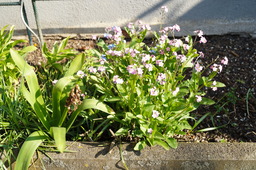 DSC02726.jpg