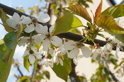 DSC02750.jpg