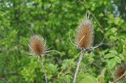 Natur 5