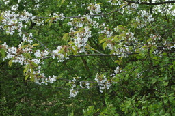 DSC02773.jpg