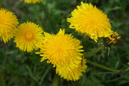 DSC02775.jpg