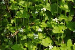 DSC02782.jpg