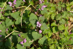 DSC02783.jpg