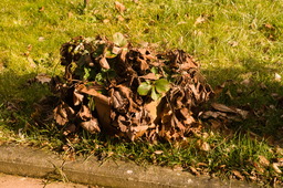 DSC04155.jpg