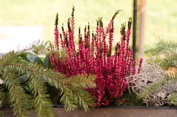 DSC04167.jpg