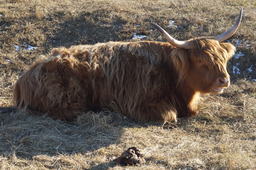 Tierfoto 1