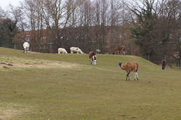 DSC01704.jpg