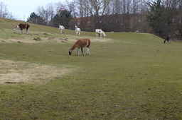 DSC01706.jpg