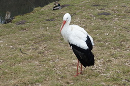 Tierfoto 2
