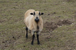 DSC01724.jpg