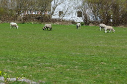 DSC01740.jpg