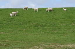 DSC01831.jpg