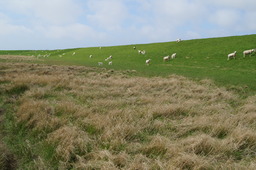 DSC01832.jpg